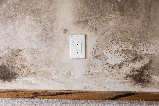 Best Comprehensive Air Testing for Mold Contaminants  in Ten Mile Run, NJ