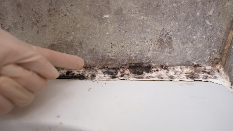 Best Mold Damage Restoration  in Ten Mile Run, NJ